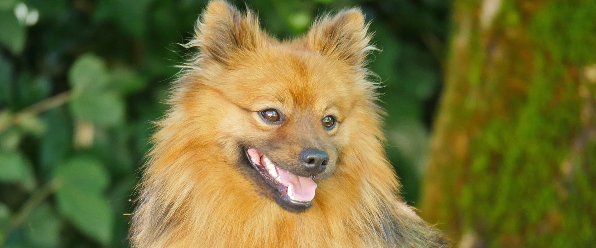 Deckrüden - mittelspitze